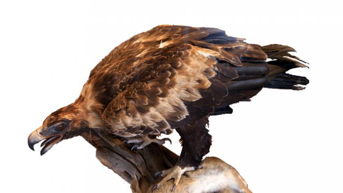 Image copyright of WA Museum