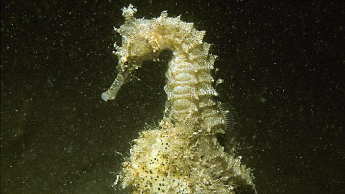 Image copyright of WA Museum