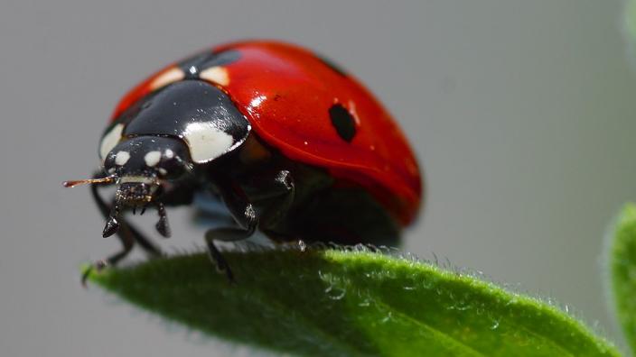 Image from Jon Sullivan and released into the Public Domain