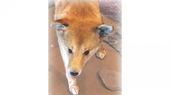 Image copyright of WA Museum