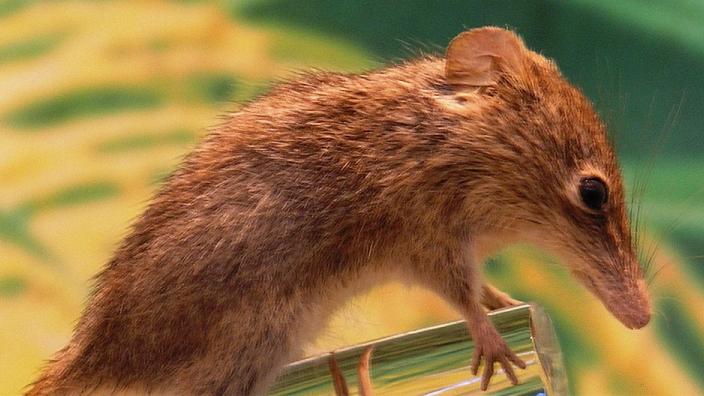 A close-up view of a live Pygmy Honey Possum