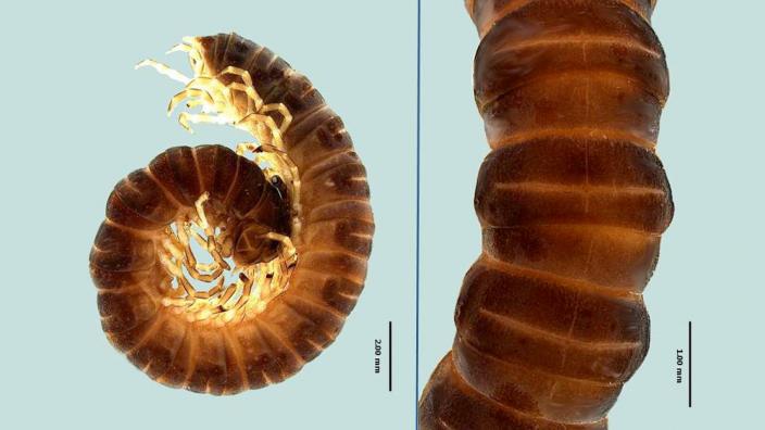 Scientific descriptive photo of a novel millipede species 