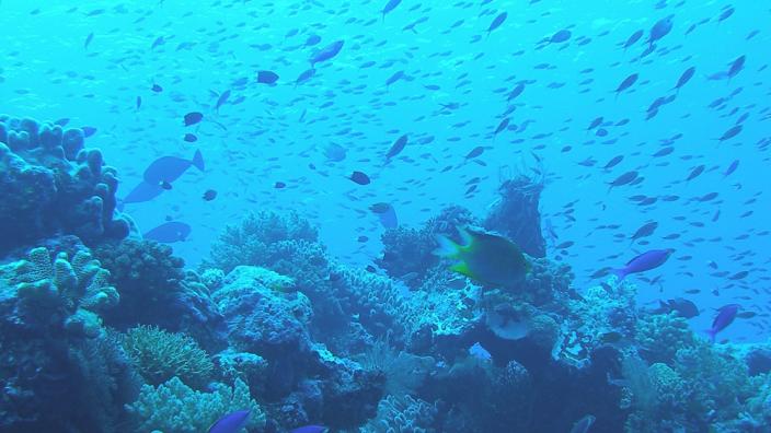 A underwater reef scene with many fish