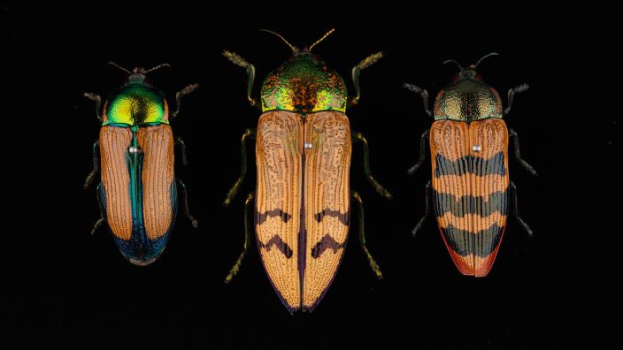 Three yellow beetles on a black background