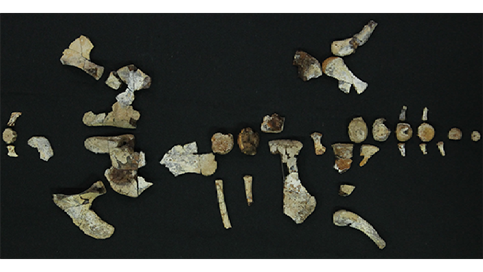 A partial skeleton of a leptocleidid plesiosaur laid out on a black background