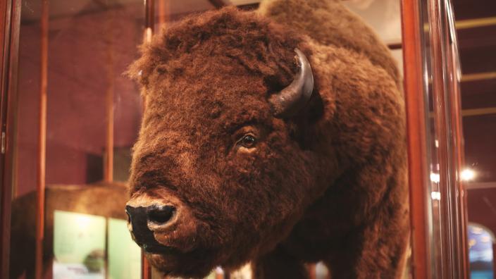 A close up of a taxidermied bison