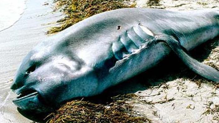 Megamouth specimen on beach