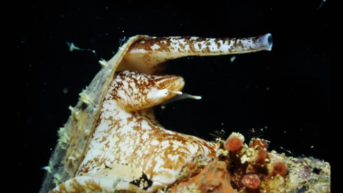 A Gastropoda, Conus Geographus or Cone Shell found near Cassini Island, Kimberley.