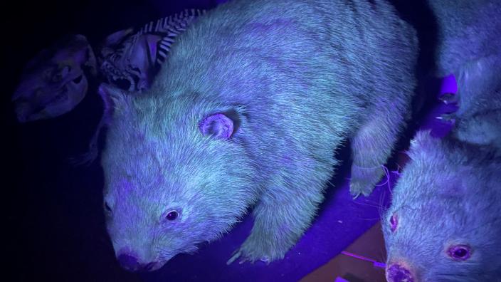 Bare-nosed wombats under UV light