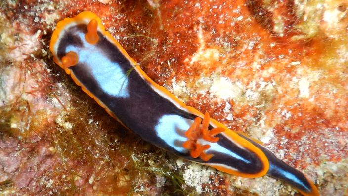 Mimic sea slug, Chromodoris colemani
