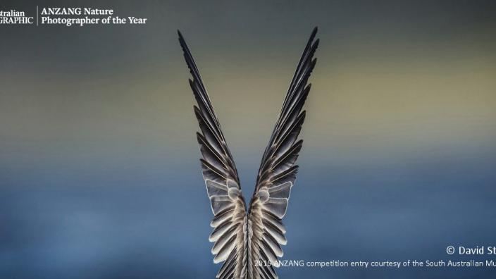Overall winner 'Feathered Symmetry' by David Stowe