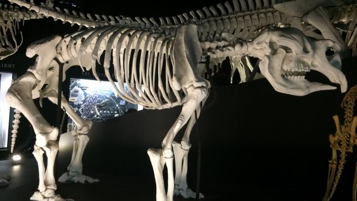 Diprotodon Skeleton