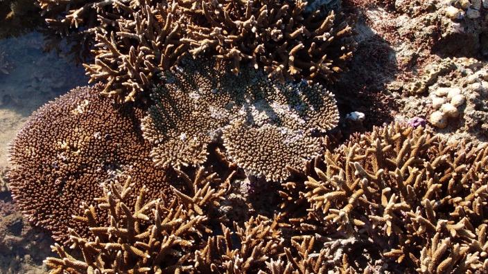 Healthy corals in the intertidal zone at Montelivet Island