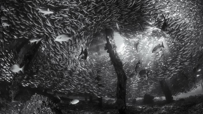 Overall winner of the 2018 Australian Geographic Photographer of the Year competition- ‘Hide and Seek’ by Tracey Jennings.