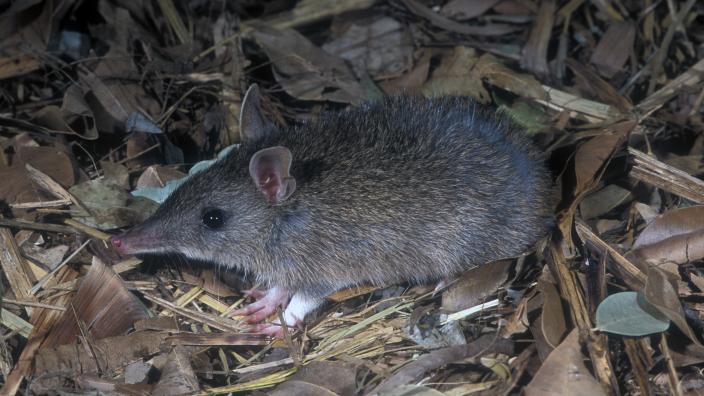 Juvenile Long-nosed Bandicoot Perameles nasuta standing on leaves.