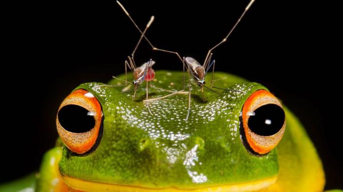 Overall winner 'Piercing Headache' by Matthew McIntosh of Queensland shows a frog being bitten by mosquitoes.