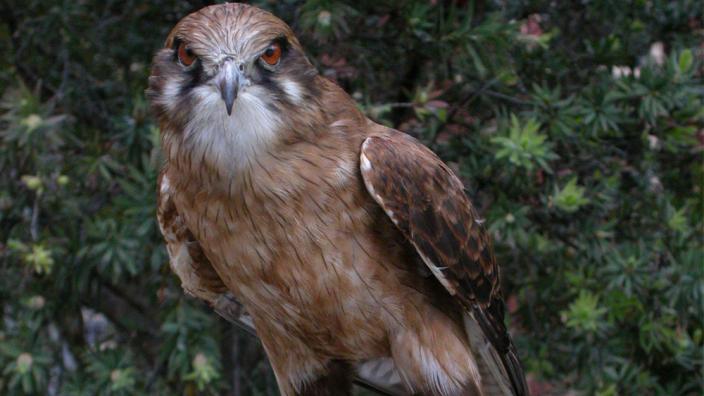 A taxidermied falcon