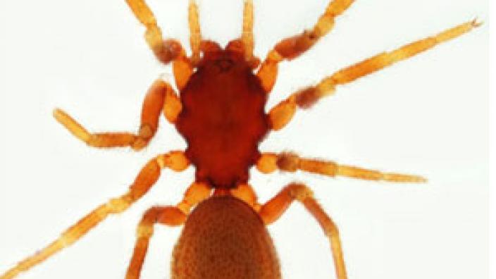 A new species of spiders found in South-Western Australia that was later named after Charles Darwin