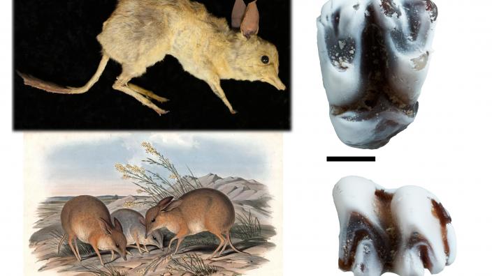 Top left – Specimen of Chaeropus ecaudatus from the Australian Museum. Bottom left – Reconstruction of Chaeropus ecaudatus by John Gould. Right – Upper and lower molar of the fossil Pig-footed bandicoot, Chaeropus baynesi. Scale = 1mm.