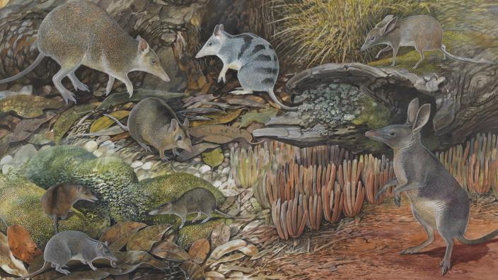 Tiny fossils, big story! artwork courtesy Peter Schouten.