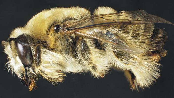 Honey Bee - The Australian Museum