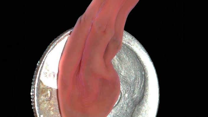 Newly discovered Xenoturbella hollandorum crawling over an American dime. Image courtesy Greg Rouse and Nerida Wilson.