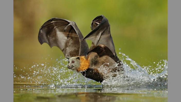 A bat flying over a body of fresh water