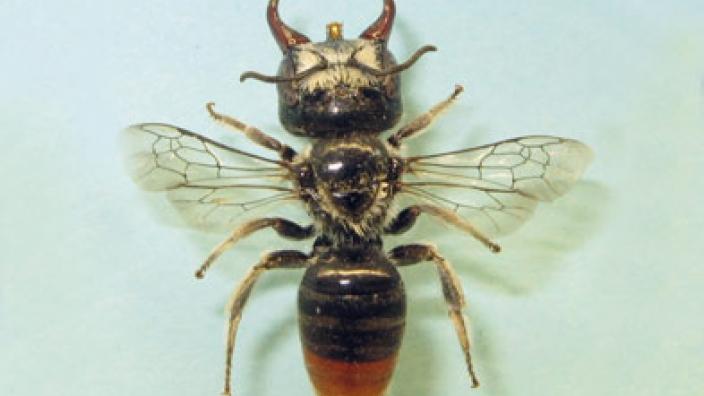 A new species of bee with giant jaws