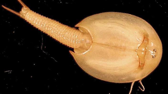 Three Tadpole Shrimps of different sizes facing one another