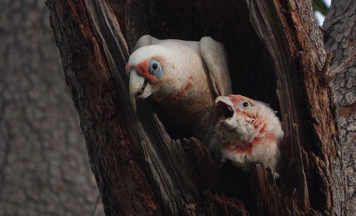 Eastern Long-billed Corella with Chick. Photo by Tony Kirkby