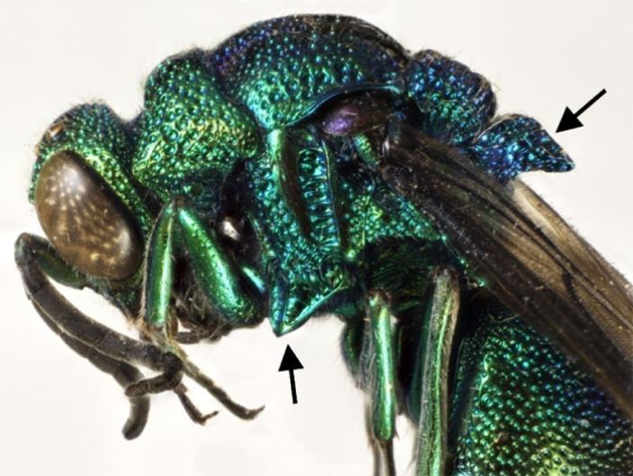View of the cuckoo wasp showing were the mid processes of the thorax are