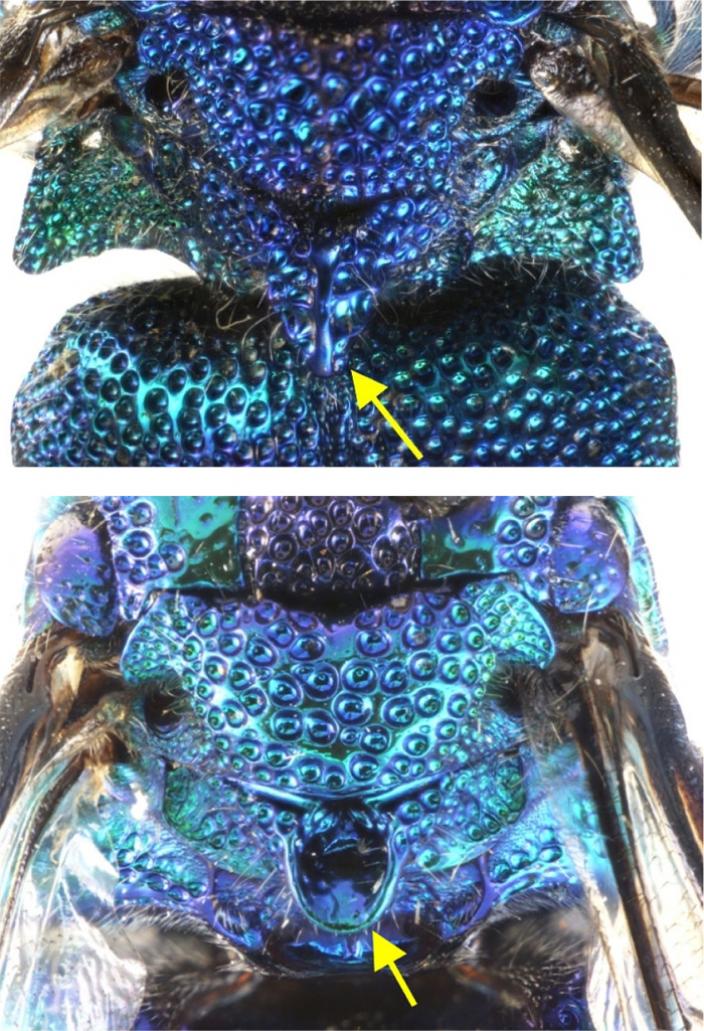 View of the cuckoo wasp highlighting the thorax