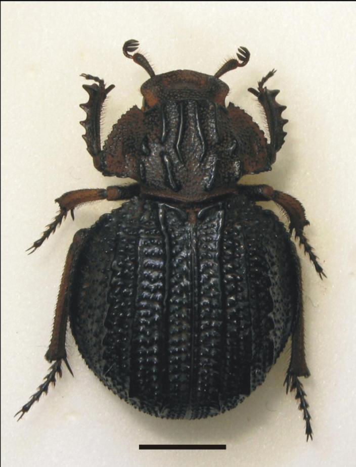 A large black, pinned beetle
