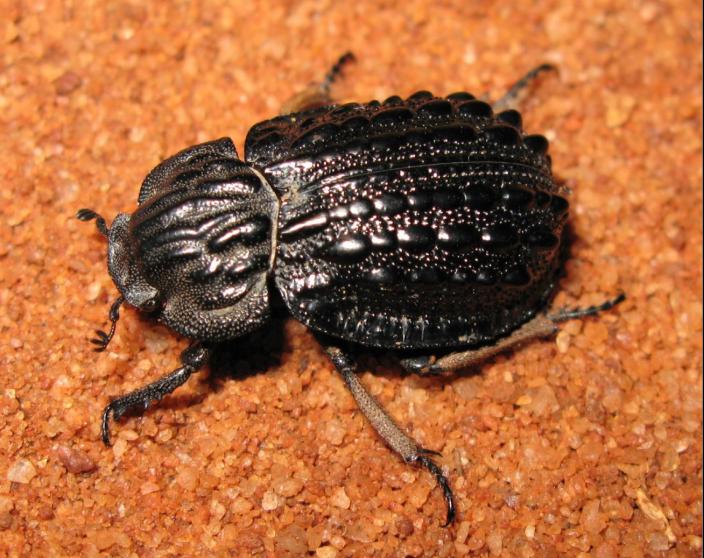 A black beetle crawling across orange sand