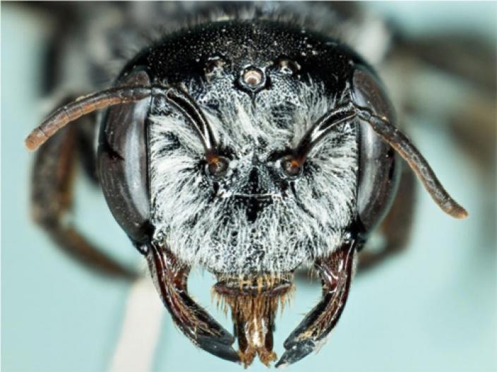 Close up view of the female megamouth bee showing facial features