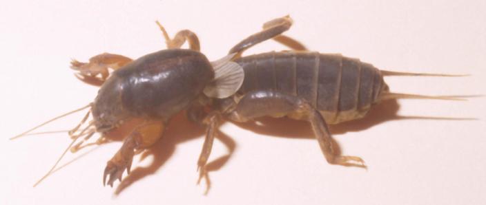 A preserved and mounted insect, similar to a cricket - a wingless Mole Cricket