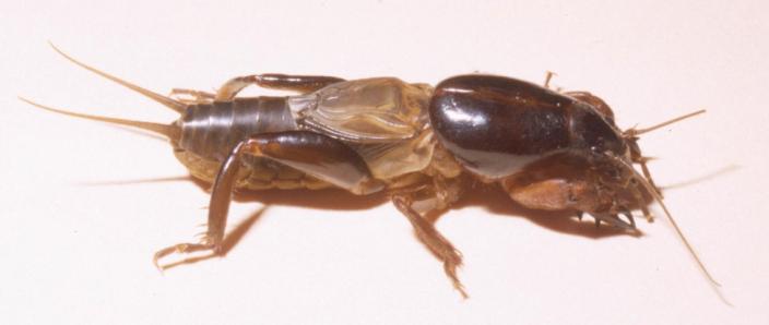 A preserved and mounted insect, similar to a cricket - a male Mole Cricket