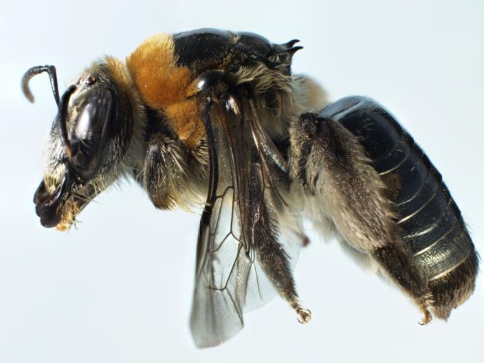 Mounted female specimen of the Shaggy Spined Bee showing large spines