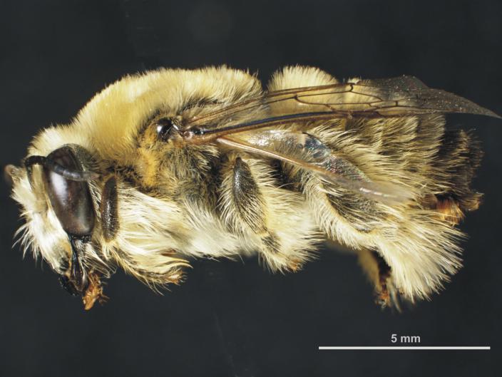 Mounted male specimen of the Shaggy Spined Bee