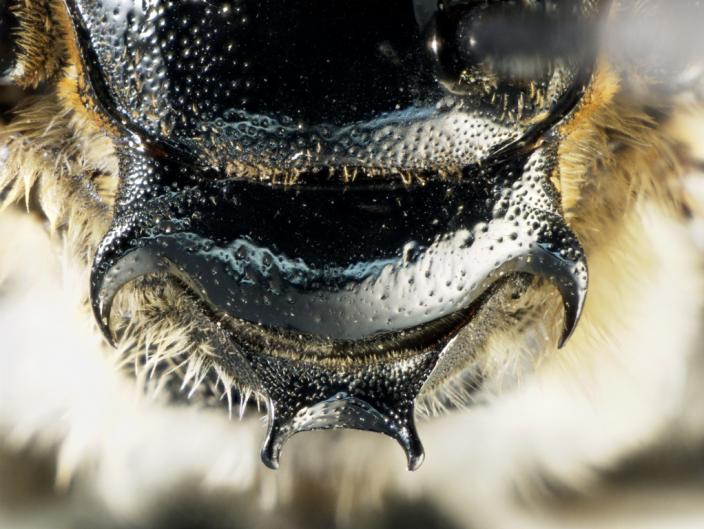Close up view of spines of the thorax of the Shaggy Spined Bee