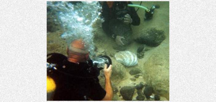 A diver photographer a partially covered clam shell