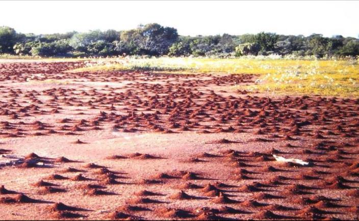 Bare clay ground with many mounds, each indicating a nest entrance 