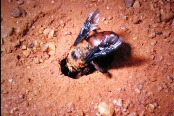 Male bee at the exit hole of a nest built into red, clay earth 