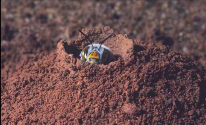 A female bee peering out of her nest's turret. 