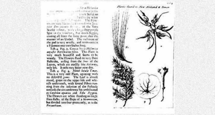 Hand illustrations of botany