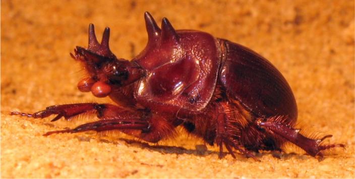 A beetle crawling across the sandy ground