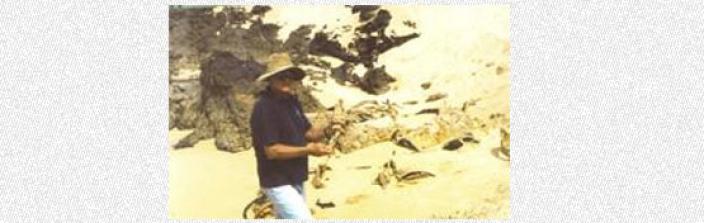 Beach with a scientist examining detritus