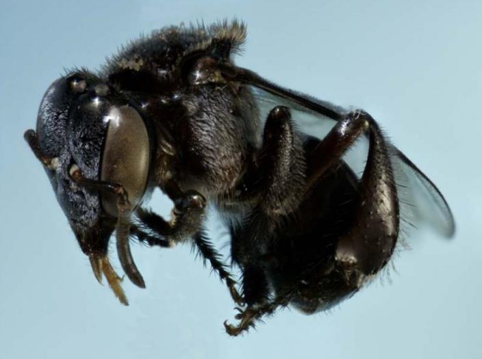 Image of the sugarbag bee, mid flight 