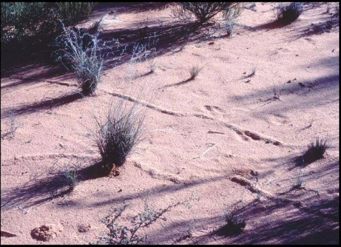 Photo of ground showing sandgroper trails in the sand