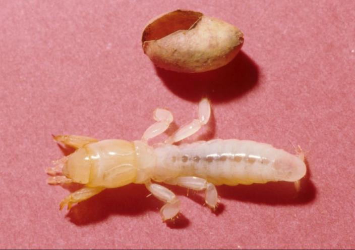 Photo of small, newly hatched nymph besides the broken egg shell